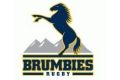 Brumbies logo