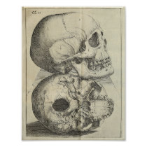 Impressão 1616 da anatomia dos crânios do vintage