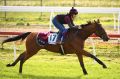 On track: Big Orange during a Werribee training session.