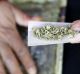 A marijuana joint is rolled in San Francisco. 