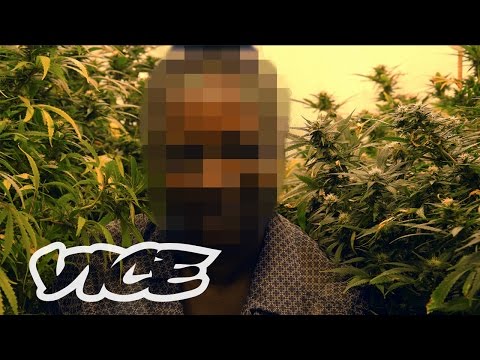 How Weed Laws Are Failing the UK: High Society