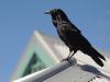 Stone the crows! Aussie slang a dying art