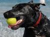 Seven of Melbourne’s best dog parks