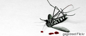 MOSQUITO DEATH