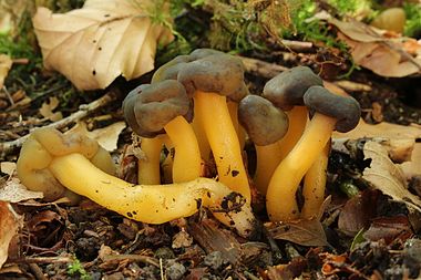 Leotia lubrica