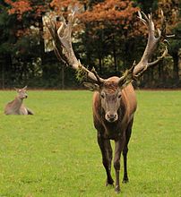 Veado-vermelho (Cervus elaphus) é uma espécie de cervídeo de grande porte do hemisfério norte, distribuído pela Europa, Ásia e Norte da África. A espécie foi também introduzida em várias regiões do mundo.  (definição 2 842 × 3 099)