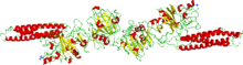 Fibrinandligand.png