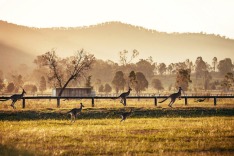 Pokolbin nsw new south wales