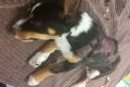 Investigators believe the eight-week-old puppy was bashed, before being burned and left for dead in a park in ...