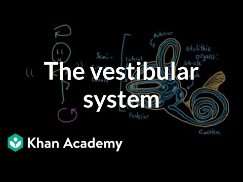 The vestibular system, balance, and dizziness | Processing the Environment | MCAT | Khan Academy