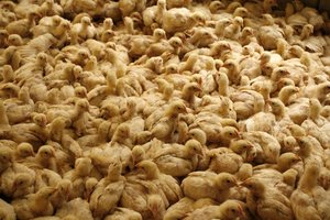 The Ministry of Agriculture called in thousands of chicks in poultry farms for fear of transmission of the "bird flu" in Deir al-Balah , which had been smuggled in through border tunnels between Egypt and Gaza on February 05, 2013. Director of Veterinary in Gaza Nabil Goda has notified local authorities that over 10 thousand chickens, imported through Egypt smuggling tunnels, will have to be culled in fear of bird flu.Photo by Ahmed Deeb / WN