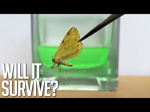 Sulfuric Acid Vs Fly, Oobleck, Battery, Flower, Moth