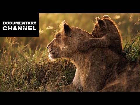 WILDLIFE IN SERENGETI - part 1