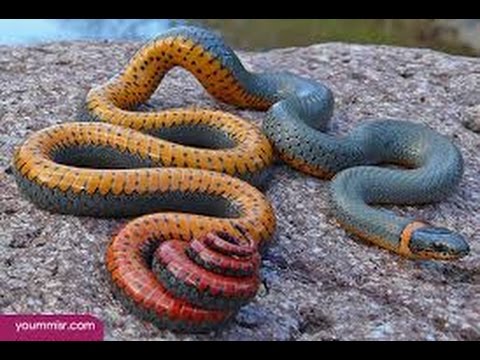 Most Dangerous Animals - National Geographic Wildlife Nature Documentary