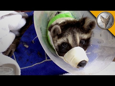 Animal Rescue with the Ohio Wildlife Center