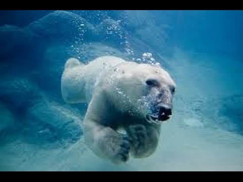 Amazing Wildlife of Alaska(full documentary)HD