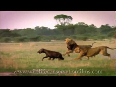 Amazing sights and reflections from 30 years of wildlife films