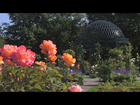 The Peggy Rockefeller Rose Garden