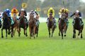 Tough barrier: Nic's Vendetta (blue and white) is gunned down in a Highway Handicap at Rosehill.