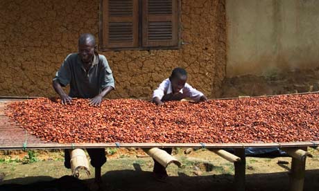 Fermented cocoa beans being dried. Cocoa prices have risen 150% in 18 months – but farmers have not necessarily benefited. Photograph: Alamy