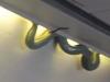 ‘Snake on a plane’ forces landing