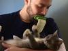 Soon you’ll be able to lick your cat