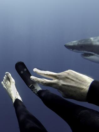 Shark selfie. Picture: Caters