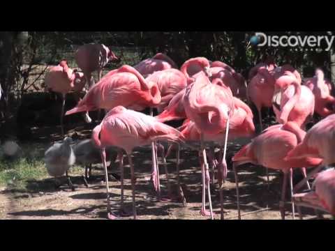 Caribbean Flamingo