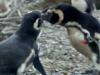 Penguin fight erupts over ‘cheating’