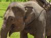 Elephant attacks Aussie tourist