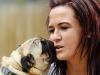 Law changes to target pet foster carers