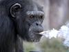 The chimp with a pack-a-day habit