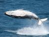 ?Whaling has no place in the 21st century’