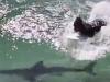 Shark filmed swimming under surfers