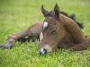 Meet Black Caviar’s newest $5M baby