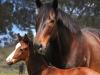 Caviar and Snitzel make for enticing dish