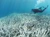 Writer claims Great Barrier Reef is ‘dead’