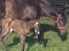 Black Caviar’s foal: ‘Well done, big girl’