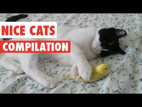 Nice Cats Video Compilation 2016