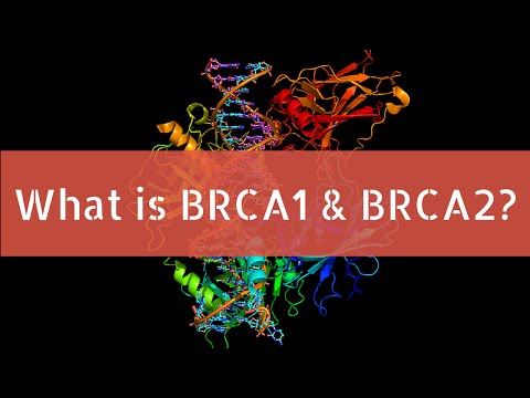 What is BRCA1 and BRCA2?