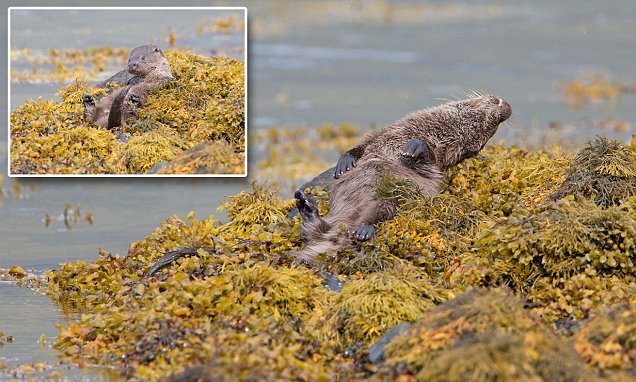 Otterly chilled out: Extremely relaxed otter is snapped taking a break on a rock in the