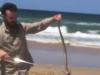 Snake ‘surfs’ up on to Queensland beach