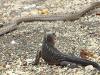 Iguana vs snake chase video goes viral