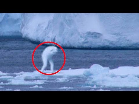 5 Mysterious Creatures Caught on Camera