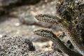 Galapagos snakes from Sir David Attenborough's <i>Planet Earth II</i>.