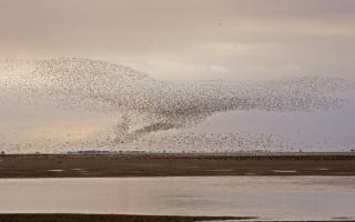 Flock of migrating birds across a river 