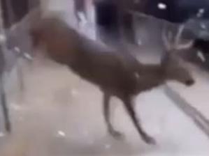 Deer smashes through shop window
