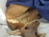 Dead roo, live joey found in home raid