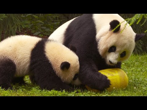 Wild Inside the National Zoo: Pandamonium