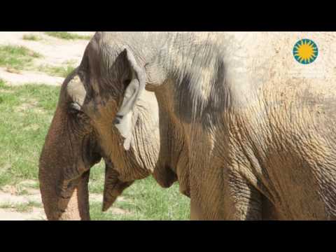 Treating Asian Elephant Shanthi's Arthritis at the Smithsonian's National Zoo